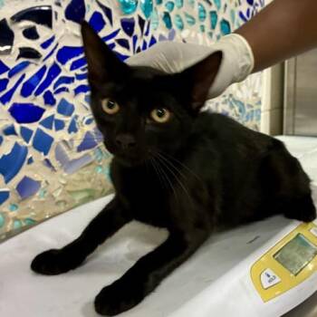ROSALIND -  Domestic Short Hair Cat for Adoption in Pensacola, Florida - ROSALIND | PetCurious