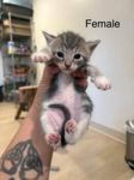 Yuki -  Domestic Short Hair Cat for Adoption in Chico, California - Yuki | PetCurious