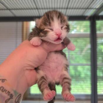Blizzard -  Domestic Short Hair Cat Available for Adoption - Blizzard | PetCurious