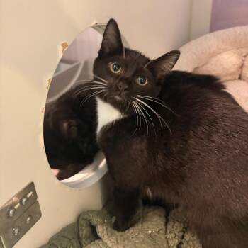 Sophia Marie Snickerdoodle Jones -  Domestic Short Hair Cat for Adoption in South Burlington, Vermont - Sophia Marie Snickerdoodle Jones | PetCurious
