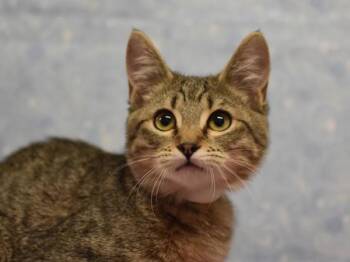 Mae -  Domestic Short Hair Cat for Adoption in Portland, Oregon - Mae | PetCurious