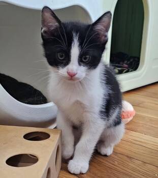 Domestic Short Hair Cats Available for Adoption in Ben Avon, Pennsylvania - Skittles | PetCurious