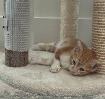 Ice Cream -  Domestic Short Hair Cat for Adoption in Orlando, Florida - Ice Cream | PetCurious