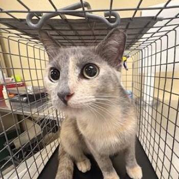 Domestic Short Hair Cats Available for Adoption in Fort Myers, Florida - PRECIOUS | PetCurious