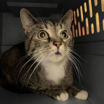 Domestic Short Hair Cats Available for Adoption in Pittsburgh, Pennsylvania - Patches | PetCurious