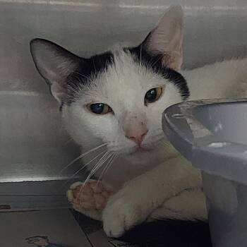 Bonnie -  Domestic Short Hair Cat for Adoption in Las Vegas, Nevada - Bonnie | PetCurious