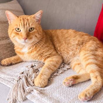 Goose -  Domestic Short Hair Cat for Adoption in Coral Gables, Florida - Goose | PetCurious