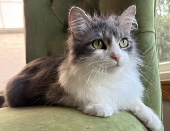 Disney -  Domestic Long Hair Cat for Adoption in Skyline, Minnesota - Disney | PetCurious