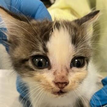 Rescue Domestic Short Hair Cats for Adoption in Las Cruces, New Mexico - Deebo | PetCurious