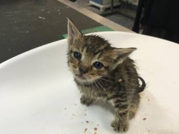 Domestic Short Hair Cats Available for Adoption in Thousand Palms, California - PAD THAI | PetCurious