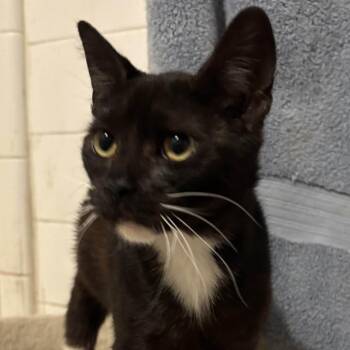 Domestic Short Hair Cats Available for Adoption in Jupiter, Florida - Sven | PetCurious