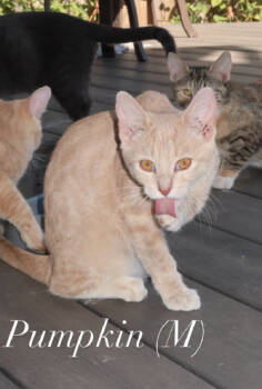 Rescue Domestic Short Hair Cats for Adoption in Herndon, Virginia - Pumpkin | PetCurious