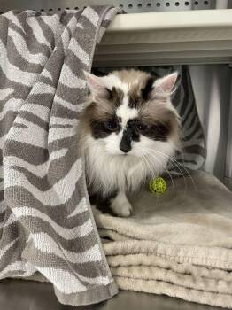 Princess Gracie May -  Ragdoll Cat for Adoption in Minot, North Dakota - Princess Gracie May | PetCurious