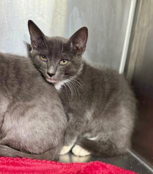 Pacey -  Domestic Short Hair Cat for Adoption in Danielsville, Georgia - Pacey | PetCurious