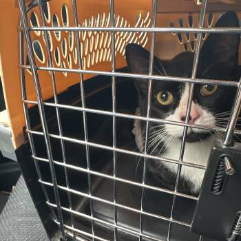 Colby -  Domestic Short Hair Cat for Adoption in Greensboro, North Carolina - Colby | PetCurious
