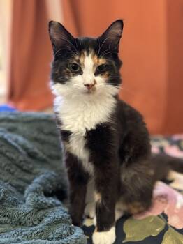 Rescue Domestic Medium Hair Cats for Adoption in New York, New York - Felicity | PetCurious