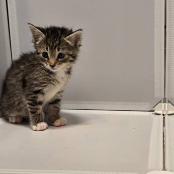 Domestic Medium Hair Cats Available for Adoption in Quinton, Alabama - Plumpalumpagus | PetCurious