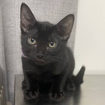 Rescue Domestic Short Hair Cats for Adoption in Hattiesburg, Mississippi - Blitzle | PetCurious