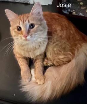 Tabby Cats Available for Adoption - Josie | PetCurious