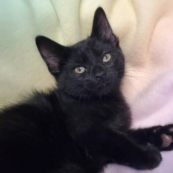 Fluffernutter -  Domestic Short Hair Cat for Adoption in Marseilles, Illinois - Fluffernutter | PetCurious