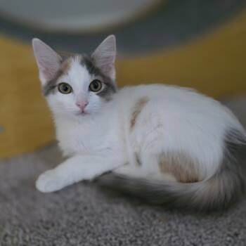 Rescue Domestic Long Hair Cats for Adoption in Fort Worth, Texas - Prosecco | PetCurious