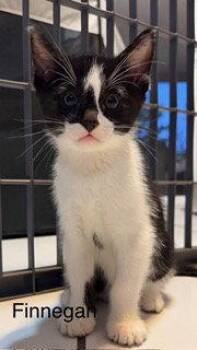 Domestic Short Hair Cats Available for Adoption in Oakland Park, Florida - Finnegan | PetCurious