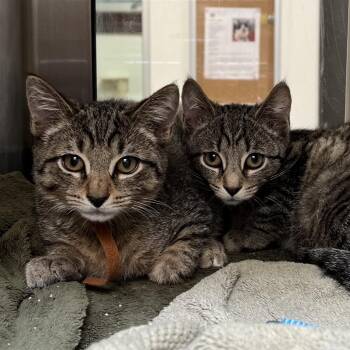 Mr. Pepper -  Domestic Short Hair Cat for Adoption in York, Pennsylvania - Mr. Pepper | PetCurious