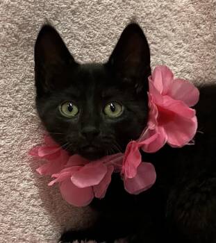 Domestic Short Hair Cats Available for Adoption in Dublin, Ohio - Eloise | PetCurious
