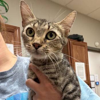 Harmony - 082002U -  Domestic Short Hair Cat for Adoption in Tupelo, Mississippi - Harmony - 082002U | PetCurious