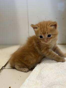 Jaime - The Sweetest Kitty -  Tabby Cat for Adoption in Carolina, Carolina - Jaime - The Sweetest Kitty | PetCurious