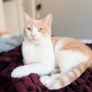 Rescue Tabby Cats for Adoption in Philadelphia, Pennsylvania - Sterling | PetCurious