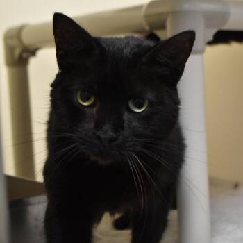 Cinder -  Domestic Short Hair Cat for Adoption in Harrisonburg, Virginia - Cinder | PetCurious