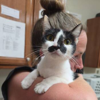 Malasia - 082506U -  Domestic Short Hair Cat for Adoption in Tupelo, Mississippi - Malasia - 082506U | PetCurious