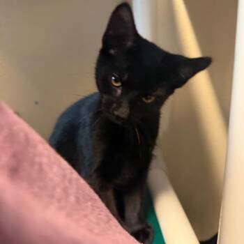Poblano -  Domestic Short Hair Cat for Adoption in Mankato, Minnesota - Poblano | PetCurious