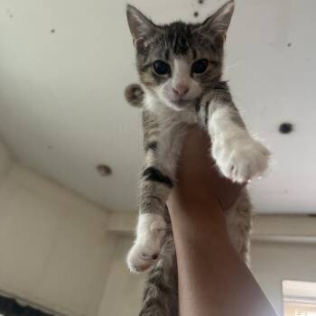 Nova Scotia -  Domestic Short Hair Cat for Adoption in Philadelphia, Pennsylvania - Nova Scotia | PetCurious