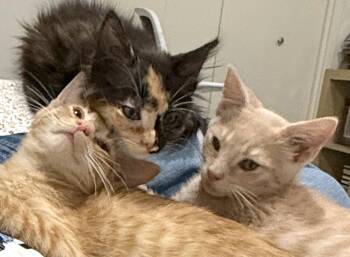 Chimera -  Domestic Long Hair Cat for Adoption in Ventura, California - Chimera | PetCurious