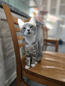 Rescue Domestic Short Hair Cats for Adoption in San Leon, Texas - London | PetCurious