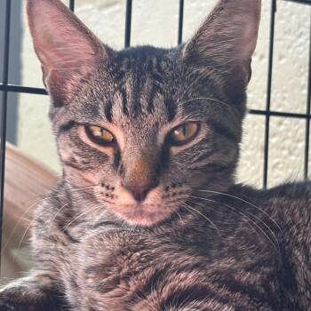 Sid (pending) -  Domestic Short Hair Cat for Adoption in Huntington, West Virginia - Sid (pending) | PetCurious