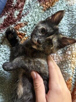 Tipper -  Domestic Short Hair Cat for Adoption in Hamilton, Ohio - Tipper | PetCurious