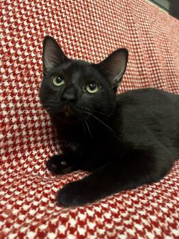 Tigger -  Domestic Short Hair Cat for Adoption in Pueblo, Colorado - Tigger | PetCurious