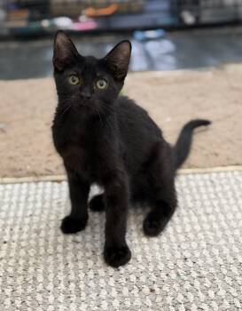 Domestic Short Hair Cats Available for Adoption in Spring, Texas - Steely | PetCurious
