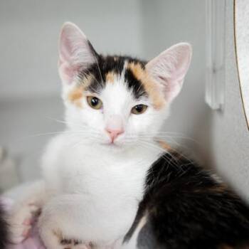 Piper -  Domestic Short Hair Cat for Adoption in Atlanta, Georgia - Piper | PetCurious