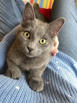 Rescue Domestic Short Hair Cats for Adoption in Toronto, Ontario - SASHIMI | PetCurious