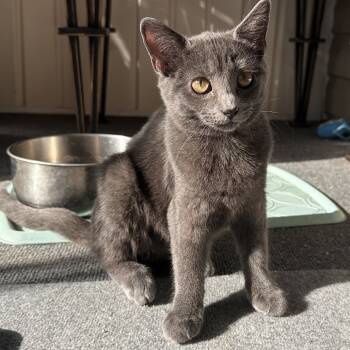 Rescue Domestic Short Hair Cats for Adoption in Mount Vernon, Indiana - Smoky | PetCurious