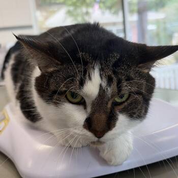 Cedar -  Domestic Long Hair Cat for Adoption in Montgomery, Alabama - Cedar | PetCurious