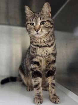 Savannah Banana -  Domestic Short Hair Cat for Adoption in Westland, Michigan - Savannah Banana | PetCurious