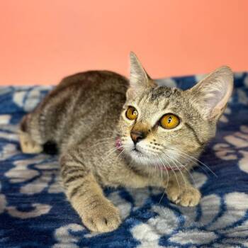 Iris -  Egyptian Mau Cat for Adoption in San Antonio, Texas - Iris | PetCurious