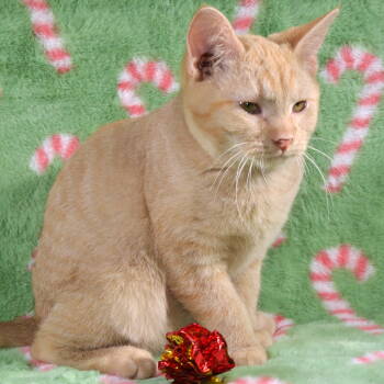 Rescue Domestic Short Hair and Tabby Cats for Adoption in Traverse City, Michigan - Harley | PetCurious