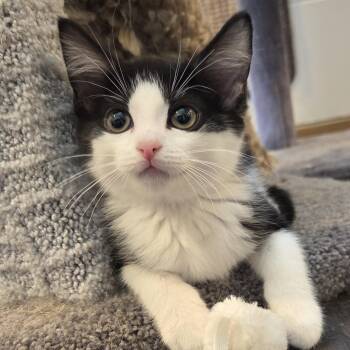 Nickel -  Domestic Short Hair Cat for Adoption in Knoxville, Tennessee - Nickel | PetCurious