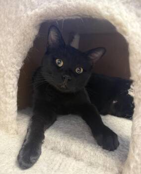Keanu -  Domestic Short Hair Cat for Adoption in Fremont, Nebraska - Keanu | PetCurious